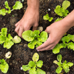 Farm-to-Table in Sicily: A Day in the Life of a Sicilian Farmer