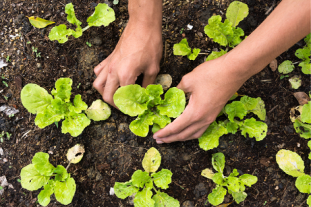 Farm-to-Table in Sicily: A Day in the Life of a Sicilian Farmer